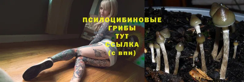 Галлюциногенные грибы MAGIC MUSHROOMS  Тюкалинск 